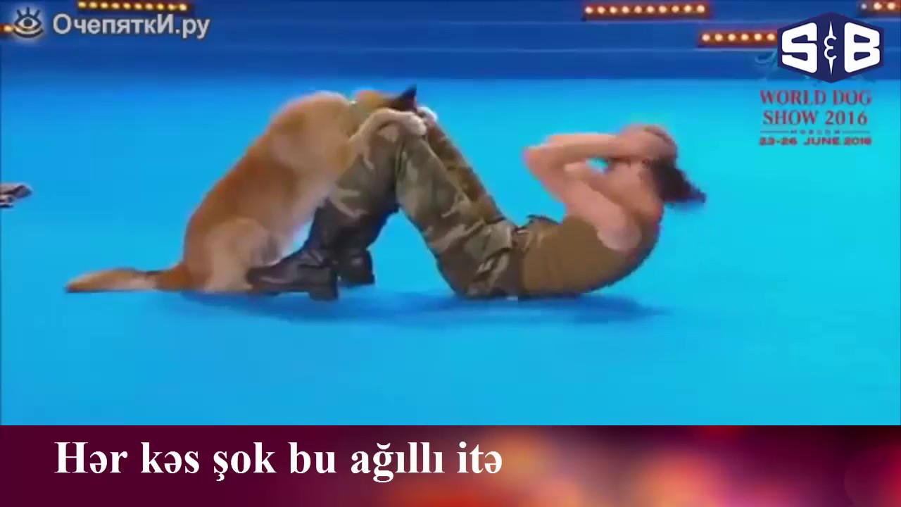 Dunyanin en agilli iti