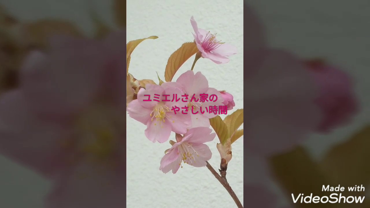 ユミエルさん家のやさしい時間