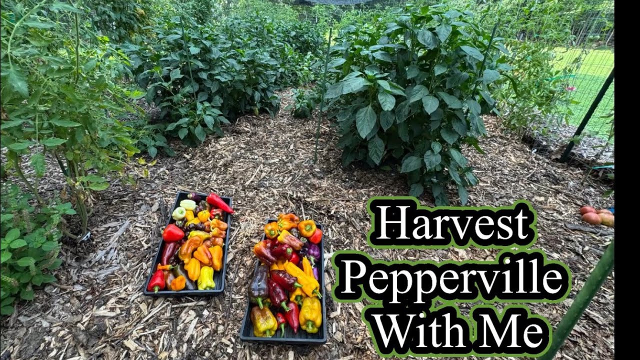 Pepperville Tour and Harvest