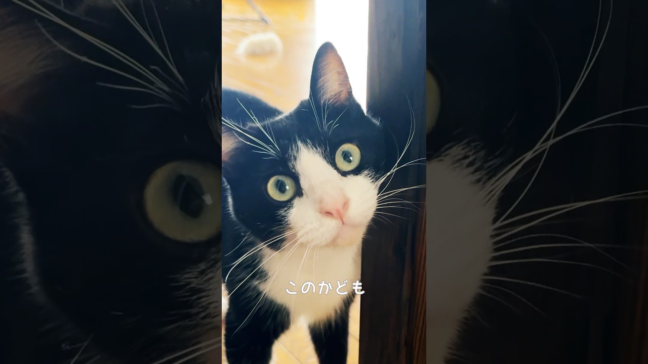 【かわいい猫】お顔スリスリが好きすぎるハチワレ猫 #猫 #保護猫 #ハチワレ