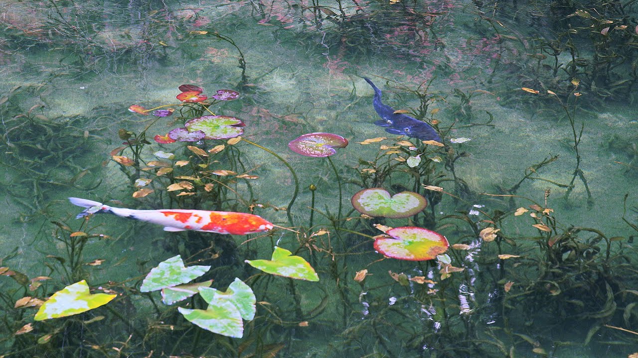[ 4K Ultra HD ] モネの池 The pond,such as Monet paintings (Shot on RED EPIC)