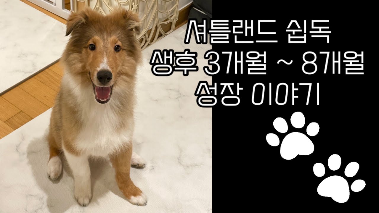 강아지 차차 | 셔틀랜드 쉽독 생후 3개월~8개월