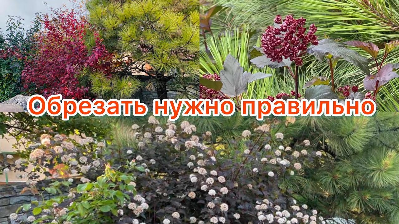 Как обрезать пузыреплодник калинолистный,чтобы не жалеть
