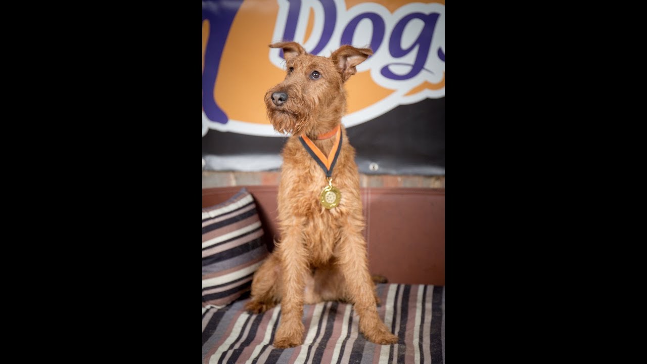 Tamu - Irish Terrier - 7 Weeks Residential Dog Training
