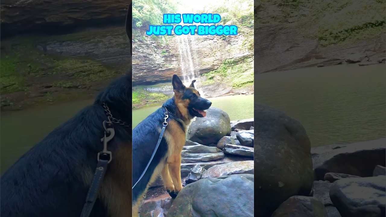 German Shepherd’s First Out-of-State-Vacation | Dog Friendly Adventure at Cherokee Falls!