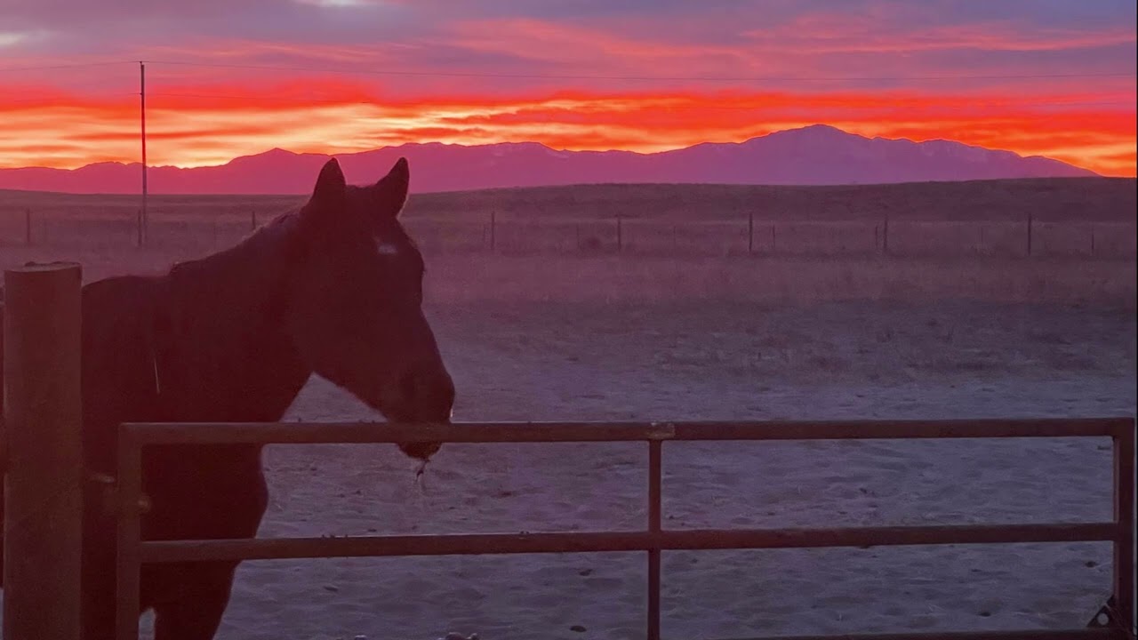 Smart, Stunning Horse Barn Tour | Equestrian Property for Sale in Colorado