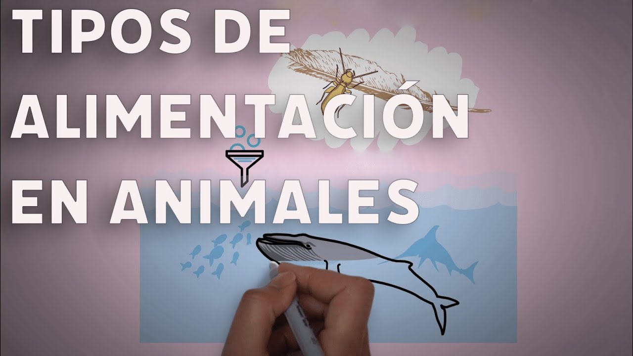 Modos de alimentación en animales #videolección 1 de eso
