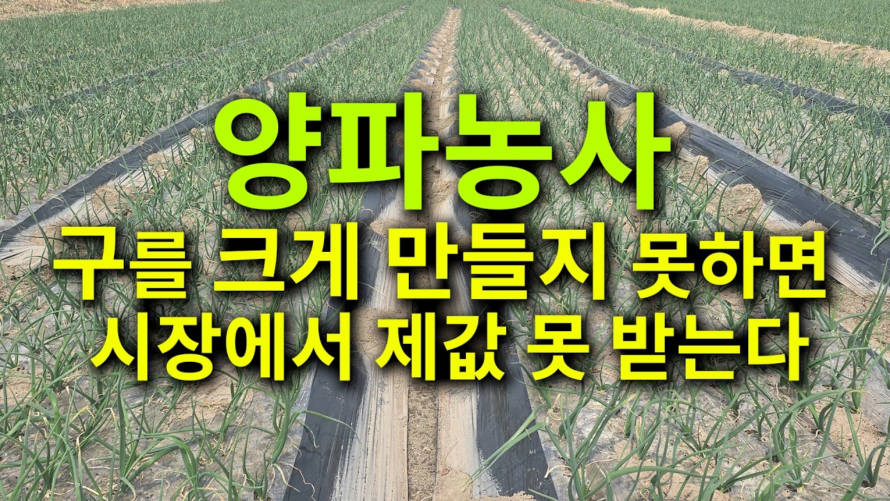 양파농사 구를 크게 만들지 못하면 시장에서 제값 못 받는다.