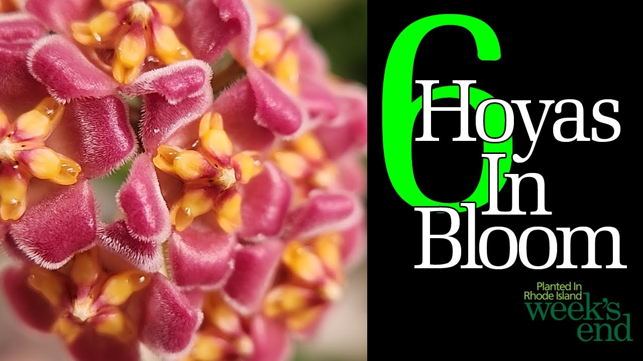 6 HOYAS IN BLOOM - Hoya lyi, Hoya spectatissima, Hoya phuwuaensis, Hoya erythrina, and a few more