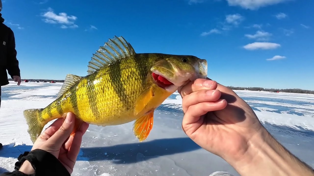 Lake Michigan JUMBO Perch