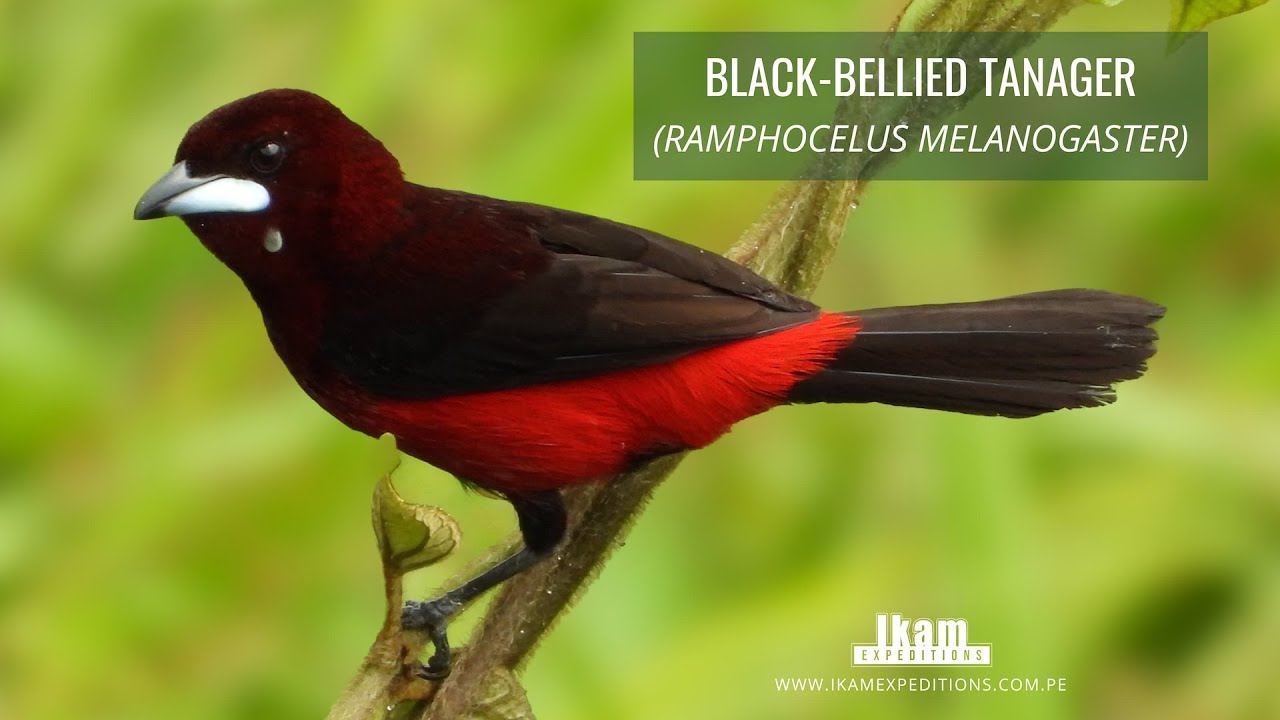 Black-bellied Tanager (Ramphocelus melanogaster) endemic to Peru