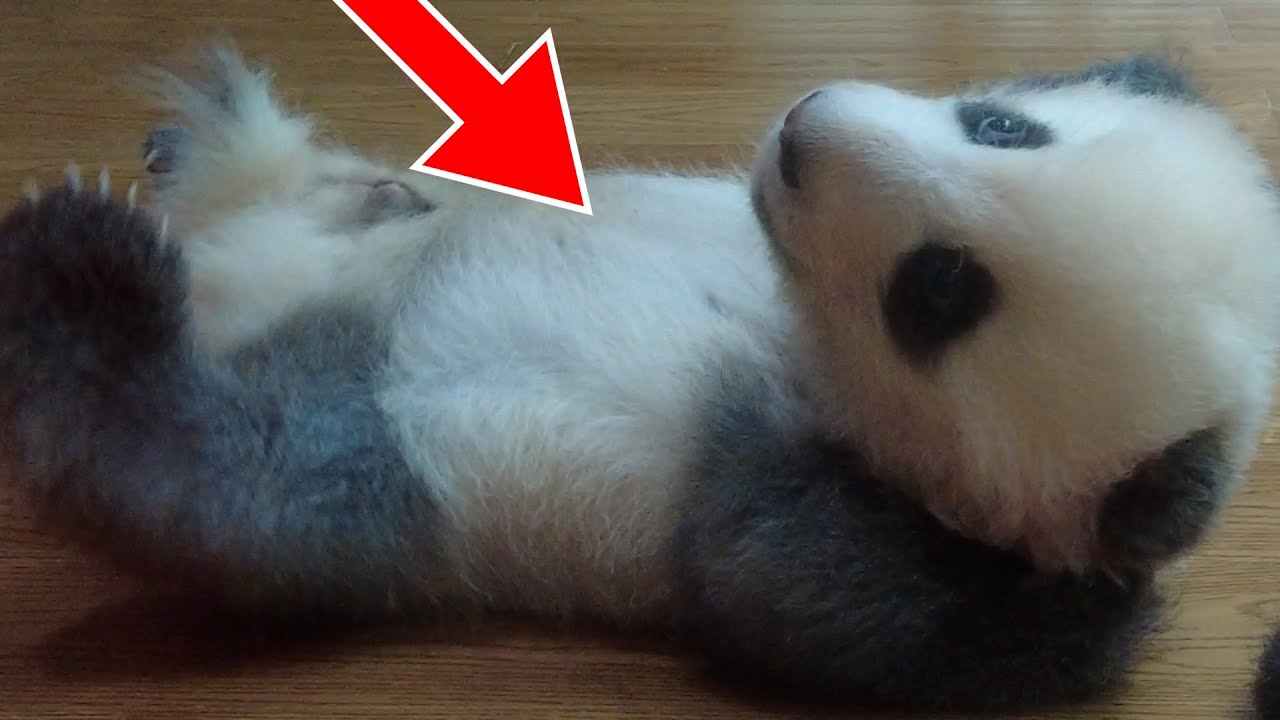 Милая панда спит🐼, музыка для сна для малыша😴 🛌, расслабляющая музыка🎵