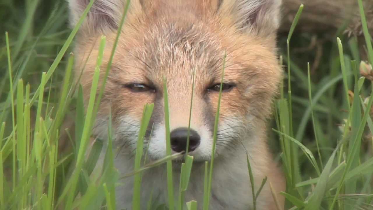 Fox Photography - a 