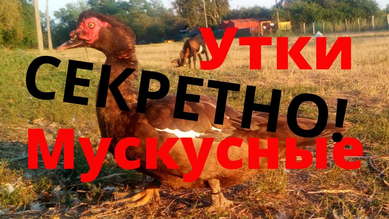 Секреты кормления мускусных уток тяжелой линии Древесные утки Шипуны Индоутки Сельская Жизнь
