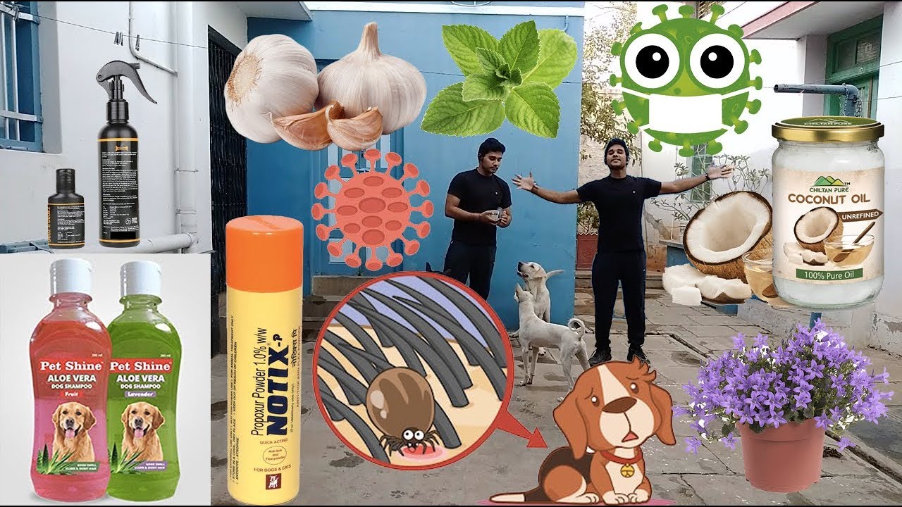 Solution For Ticks on Dogs || Natural Remedy || CoronaVirus Protection || CoVID-19 ||