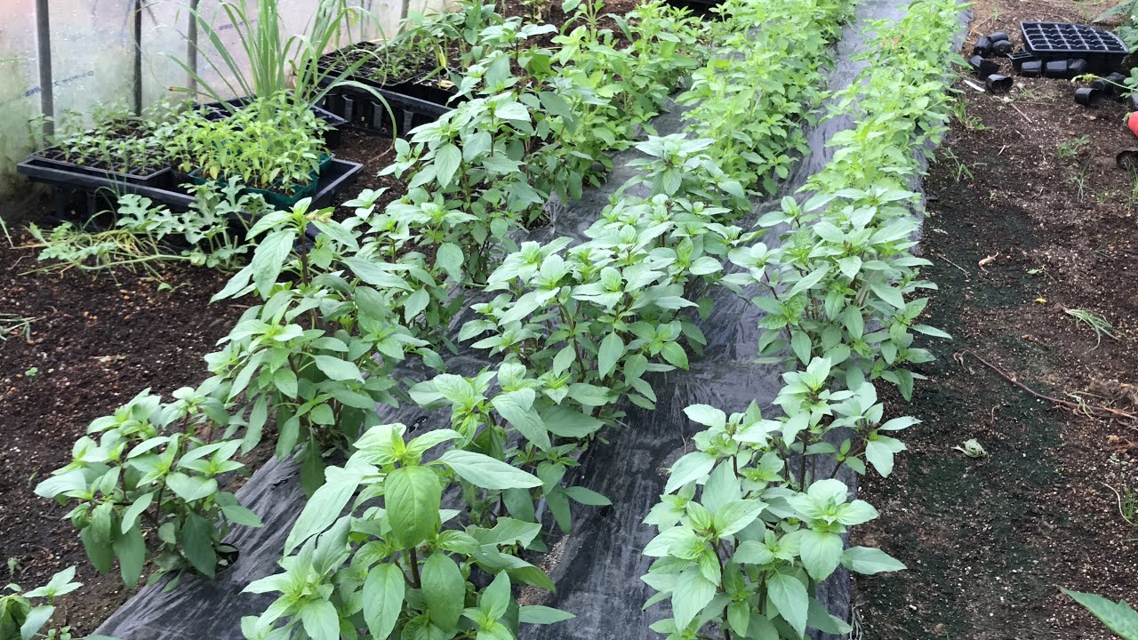 ปลูกผักกะเพรา โหระพา แมงลัก ใน1แปลงหารสาม ในเฮ้าส์ 22 วัน ก็ตัดแจกเพื่อนได้ | Growing Basil 220520