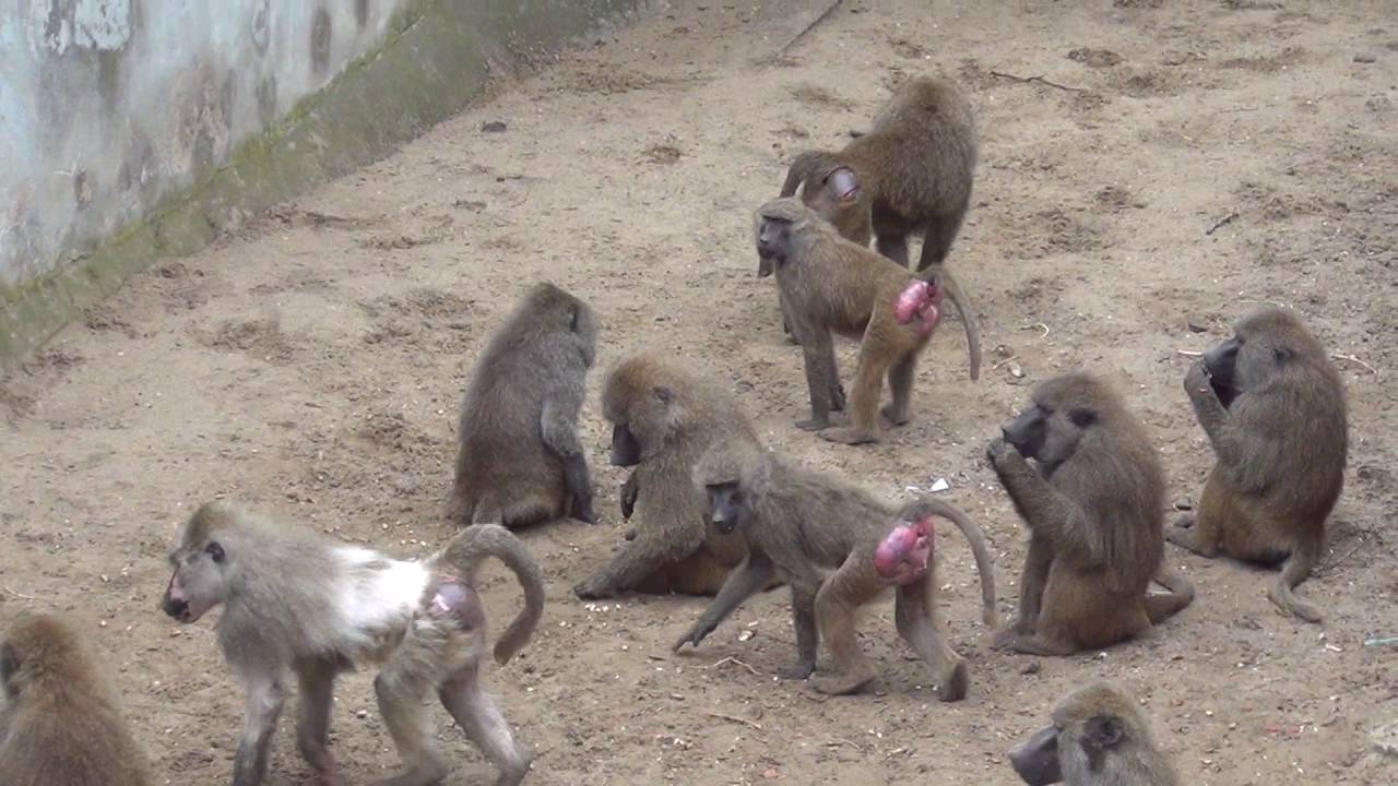 Pawian Masajski w Zoo Wrocław - Yellow Baboon in Zoo Wrocław