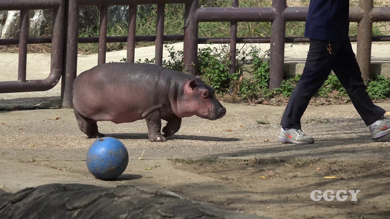 서울대공원 아기 하마 '옥자' ( 4 Months Old Hippo )