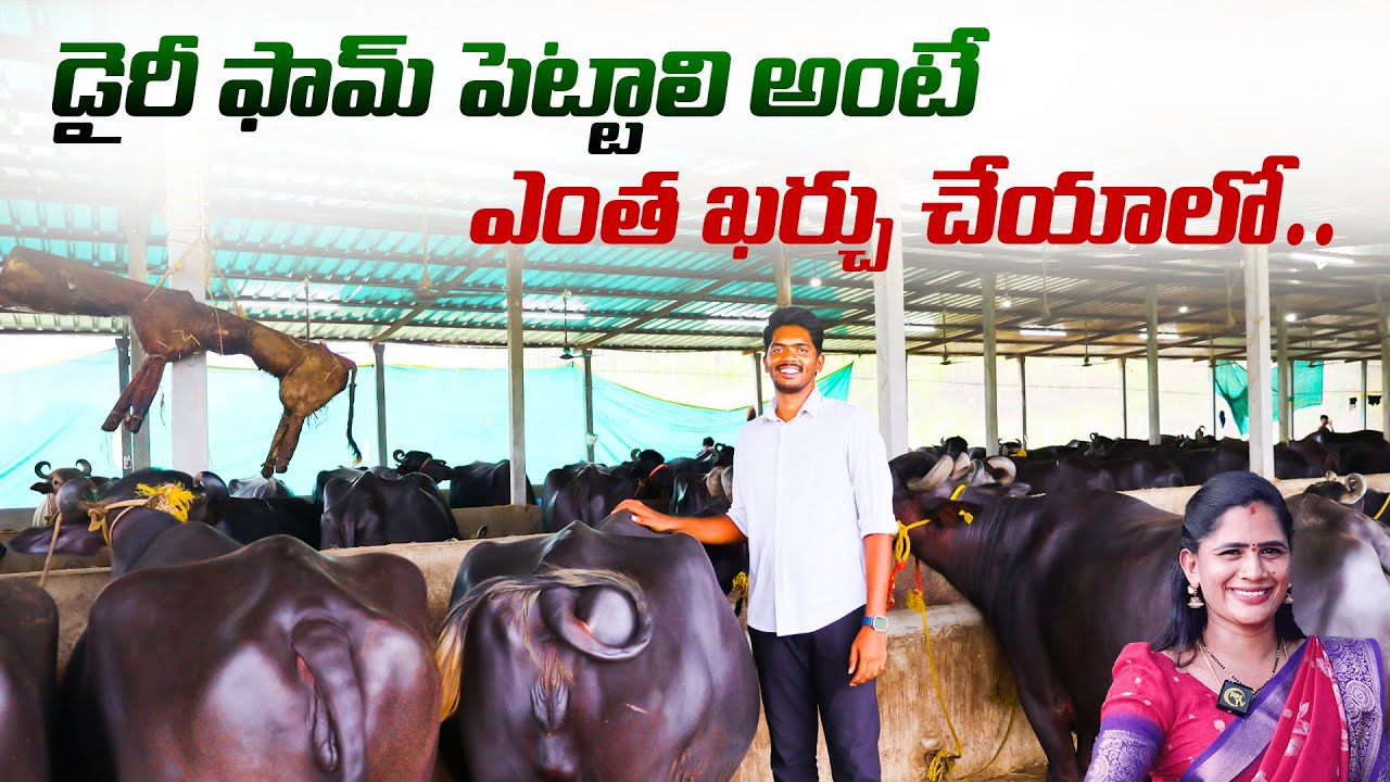 BHADRAKALI DAIRY FARM | Warangal | డైరీ ఫామ్ పెట్టాలి అంటే ఎంత ఖర్చు చేయాలో | RN TV Telugu