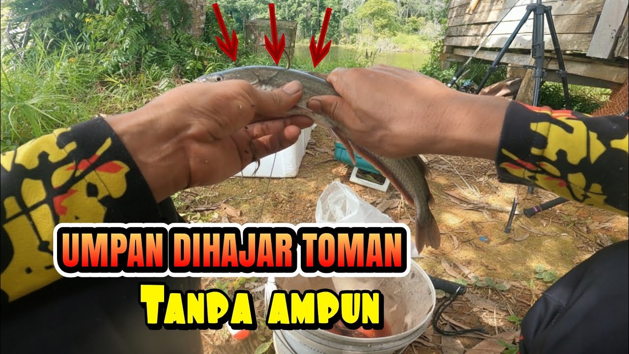 Umpan di lempar, Toman Langsung Ngamuk! Joran Sampai Bengkok Total