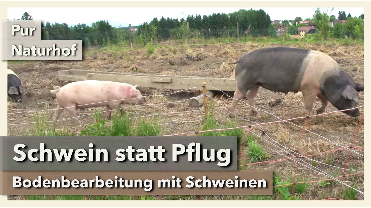 Einfach genial: Schweine zur Bodenbearbeitung | Pur Naturhof | Rundgang 3 | 2021