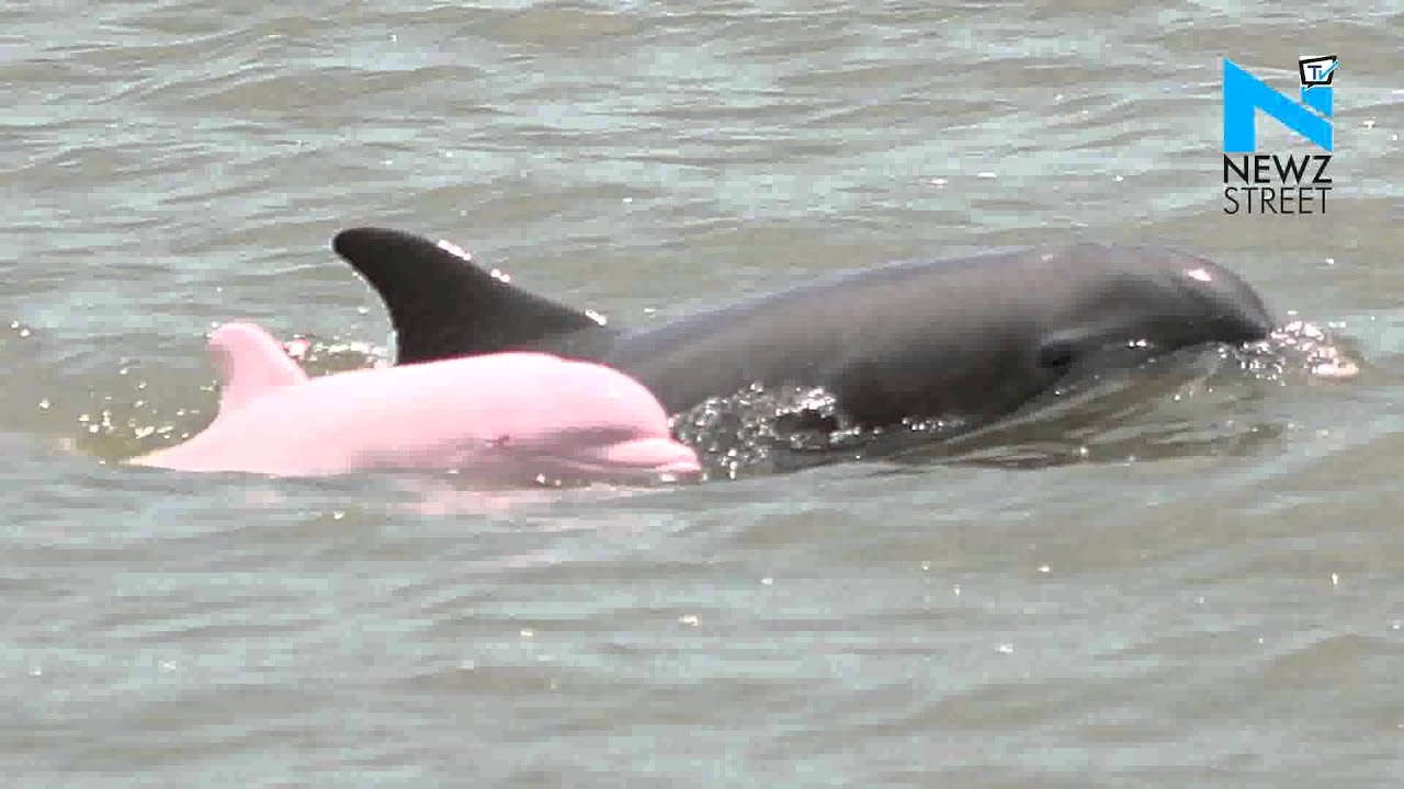 Dolphin census begins across Uttar Pradesh