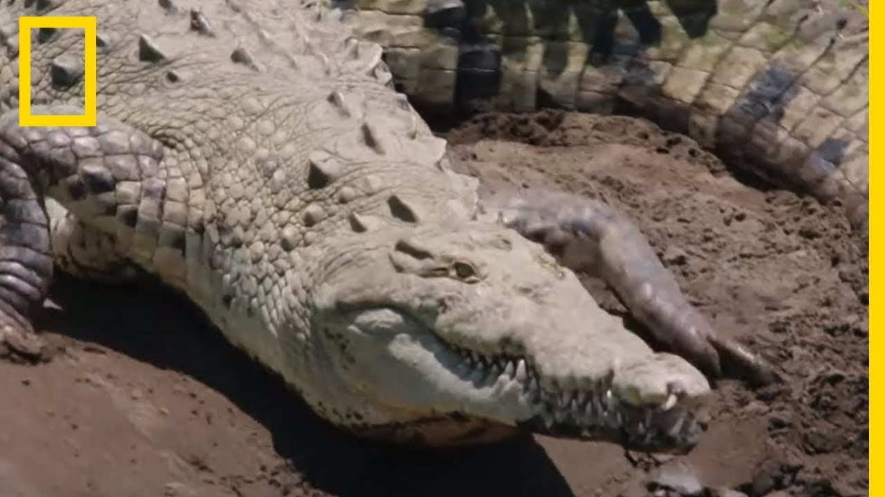 Le crocodile n'évolue pas : il a déjà une morphologie parfaite pour la chasse