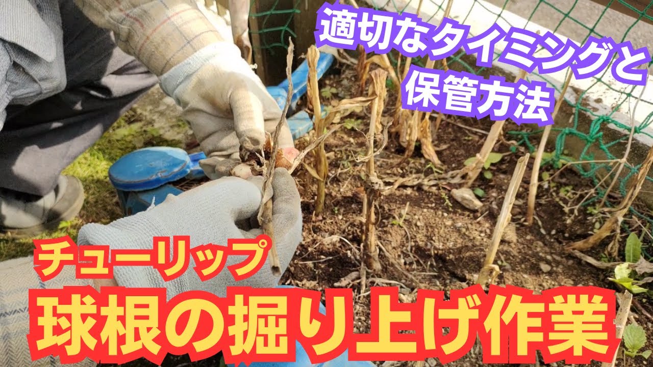 チューリップの球根の掘り上げ方法【タイミング】【三数性と四数性】2023年5月31日