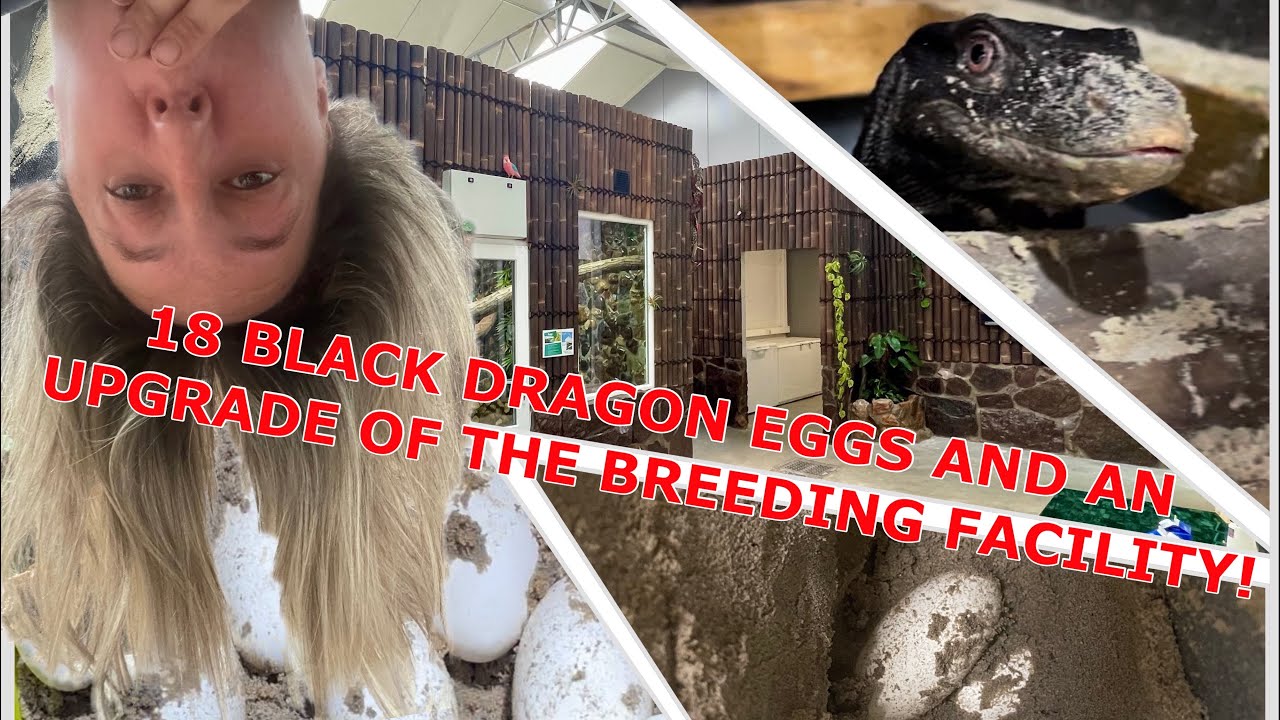 18 black dragon eggs, many visitors and an upgrade of the breeding facility.