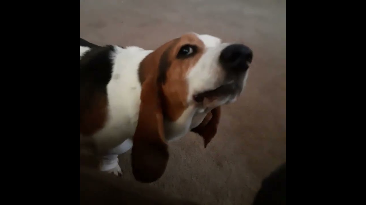 Sassy Basset Hound