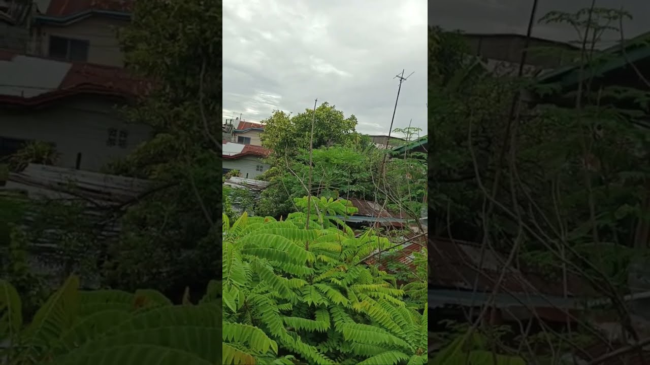 Fursian_cat Third Silent Live ☘️ #cat