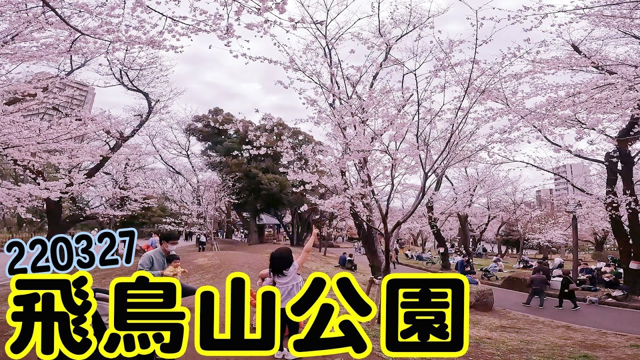 飛鳥山公園などで桜見！ (220327)