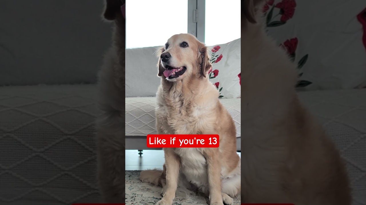 Tw&oacute;j wiek, ALE NA ODWROĆ 🤯 #pies #psy #dogshorts #shorts #goldenretriever