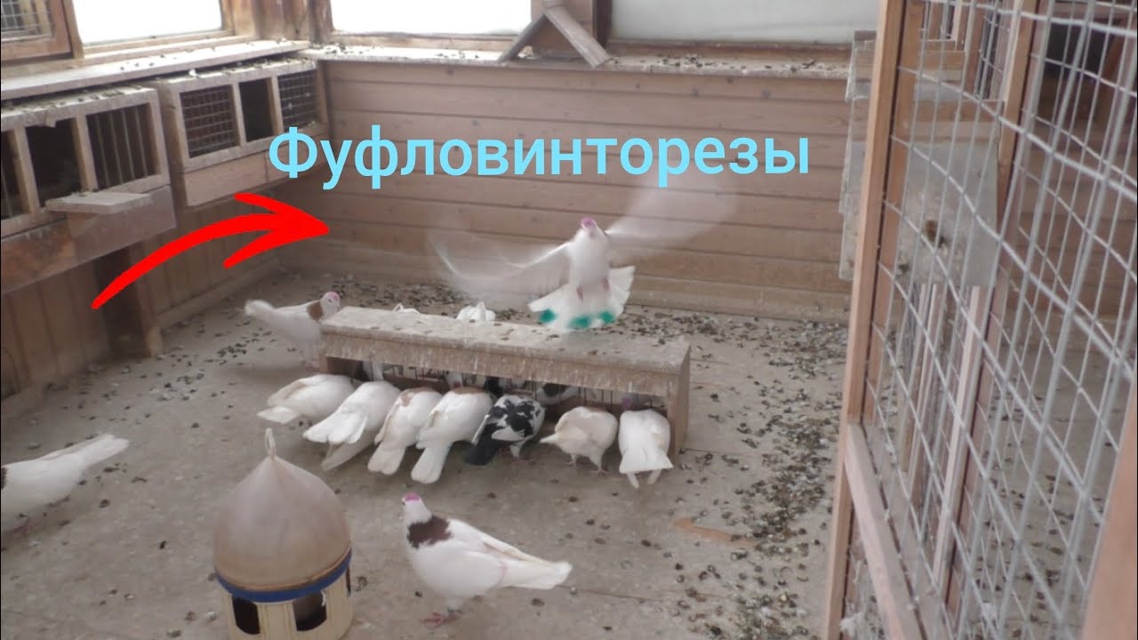 1 февраля 2026. Из 30 голубей на сегодня осталось 21 голубь 🕊🕊🕊