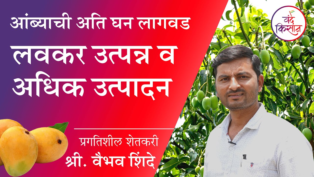 आंब्याची अति घन लागवड | लवकर उत्पन्न व अधिक उत्पादन | वंदे किसान