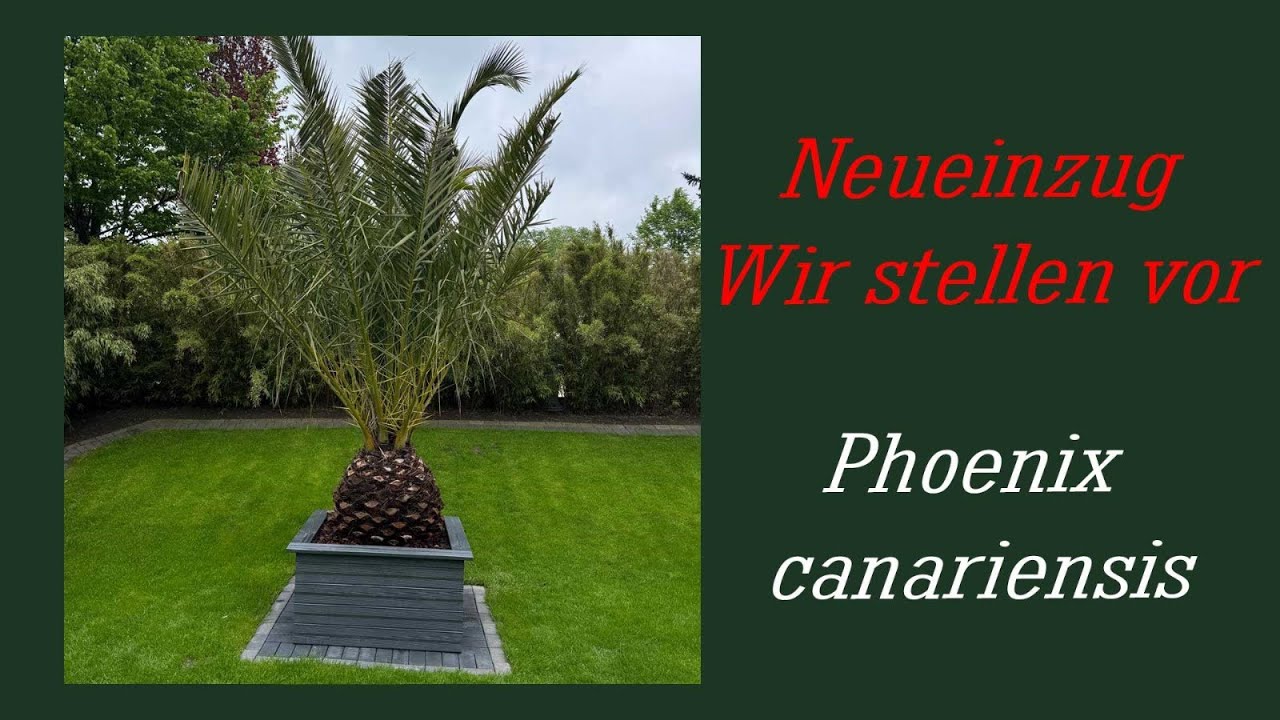 Phönix Canariensis die Kanarische Dattelpalme