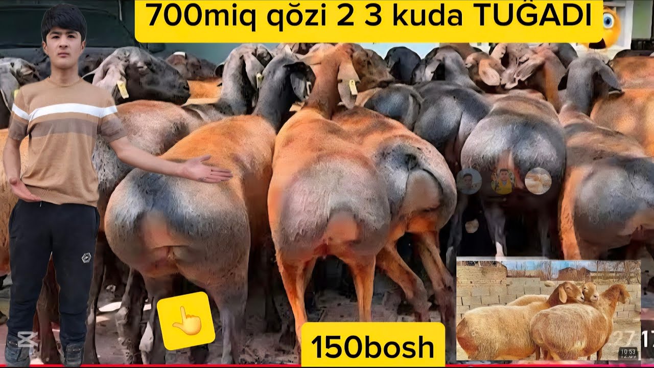 150 BOSH 700mig QŎZI 2 3 KUDA TUĞADIGAN YAQIN BŎĞOZ EKAZAKCHI ONA BOL ZŎR KELDI 500 MIG ARZON