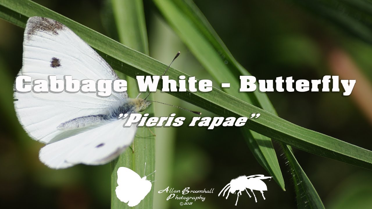 Cabbage White Butterfly - Pieris rapae