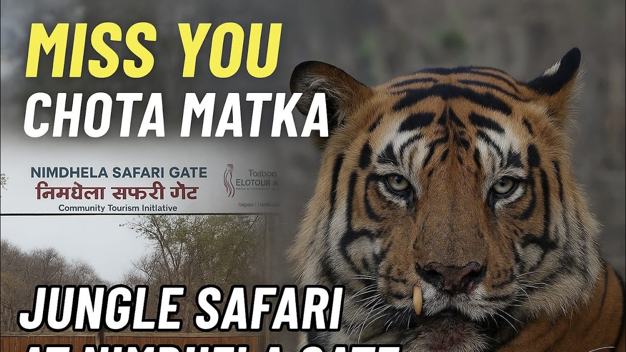 Chota matka Aur Jyada Buri Haalat May Milla Miss you Chota Matka Nimdhela Gate Tadoba National Park😭