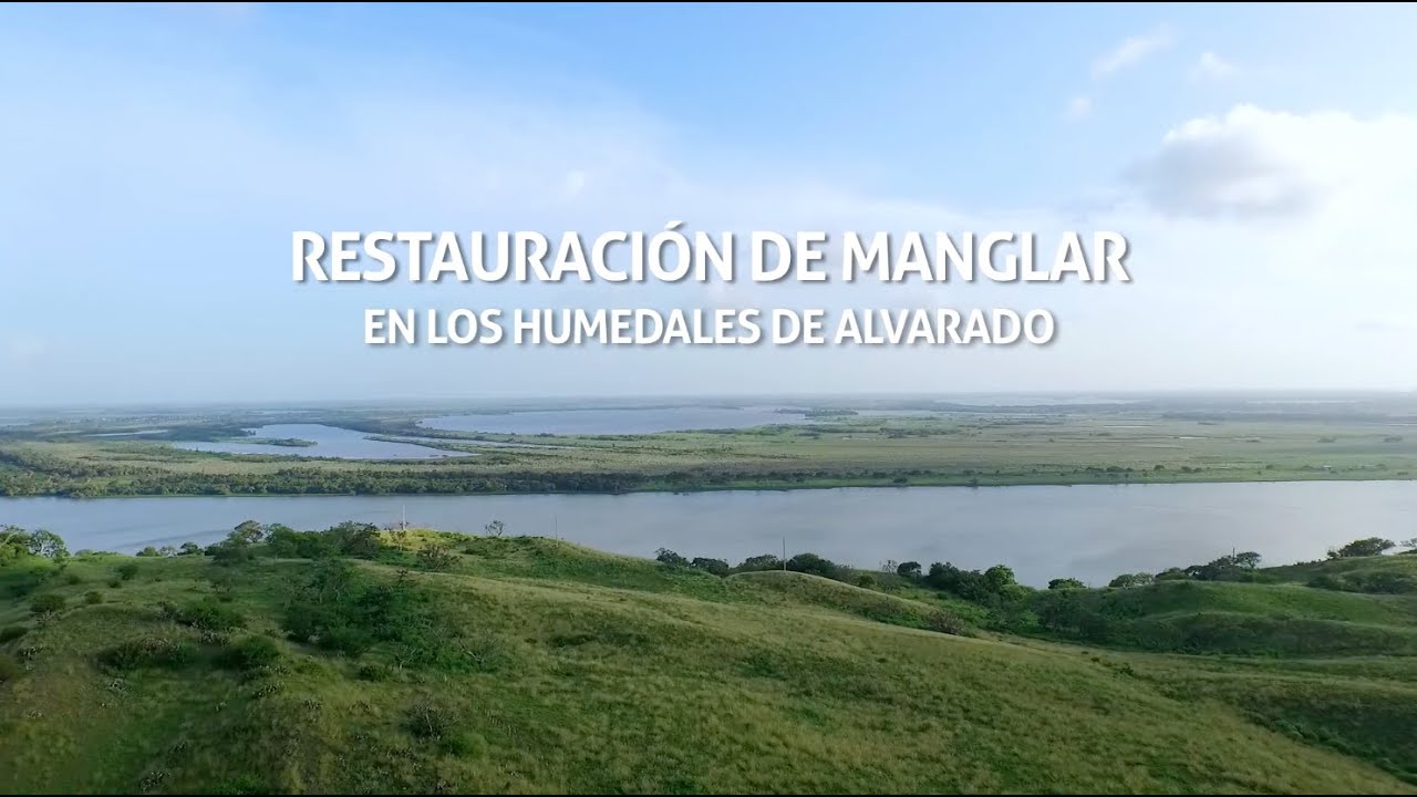 RESTAURACIÓN DE MANGLARES EN LOS HUMEDALES DE ALVARADO POR PRONATURA VERACRUZ A.C.