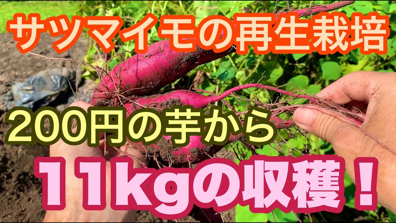 サツマイモの再生栽培 スーパーで買った200円の芋から11kgの収穫！222日間の記録  $ 2 sweet potato is now a sweet potato weighing 11 kg.