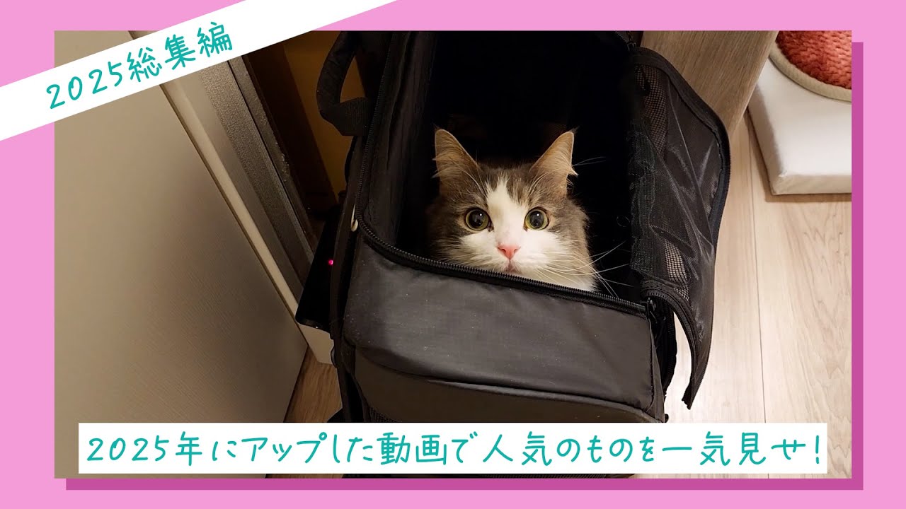 かわいいノルウェージャンフォレストキャット動画をイッキ見せ【2025年★総集編】