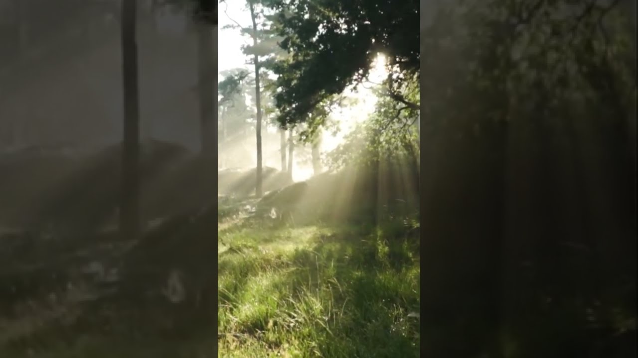 4K Video of Forest Sunset | Peaceful Relaxing Music | Meditation Music | Nature Sounds #Shorts