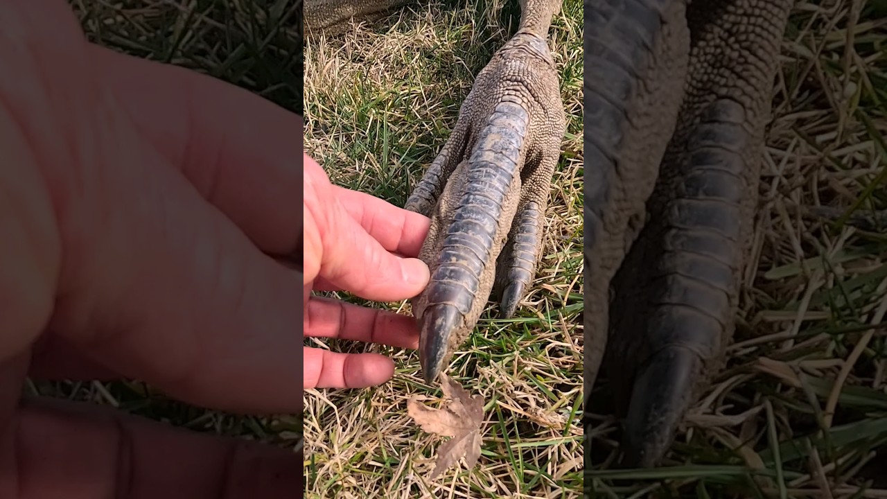 Six Foot Turkey Claw?