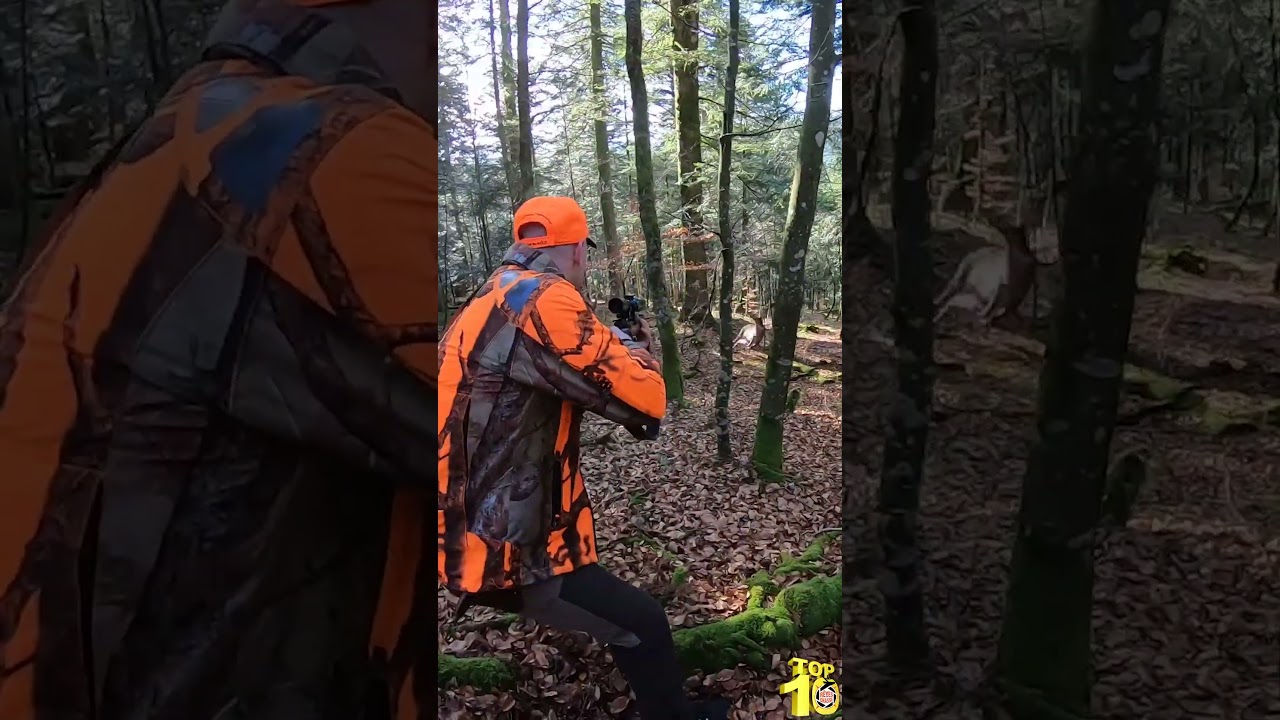 Superbe tir de faon dans la traque en battue par Louis - red deer shot #top10 #hunting