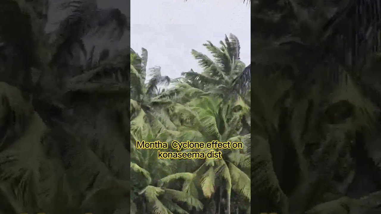 Montha Cyclone effect on konaseema dist #cyclone #konaseema #rains #heavyarms #coconuttrees #trees