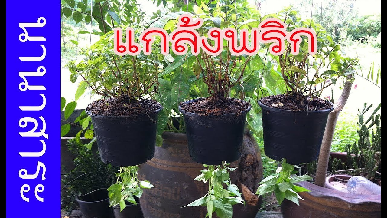 ปลูกพริกกลับหัว!! ยิงปืนนัดเดียว ได้นก 2 ตัว | เกษตรกรชาวบ้าน