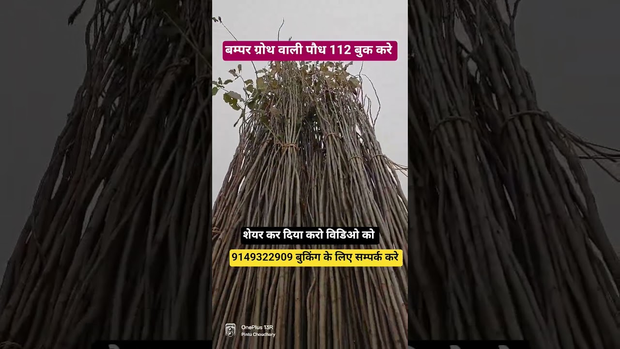 बम्पर ग्रोथ वाली बुक करे पौध 112 वैरायटी ।। 