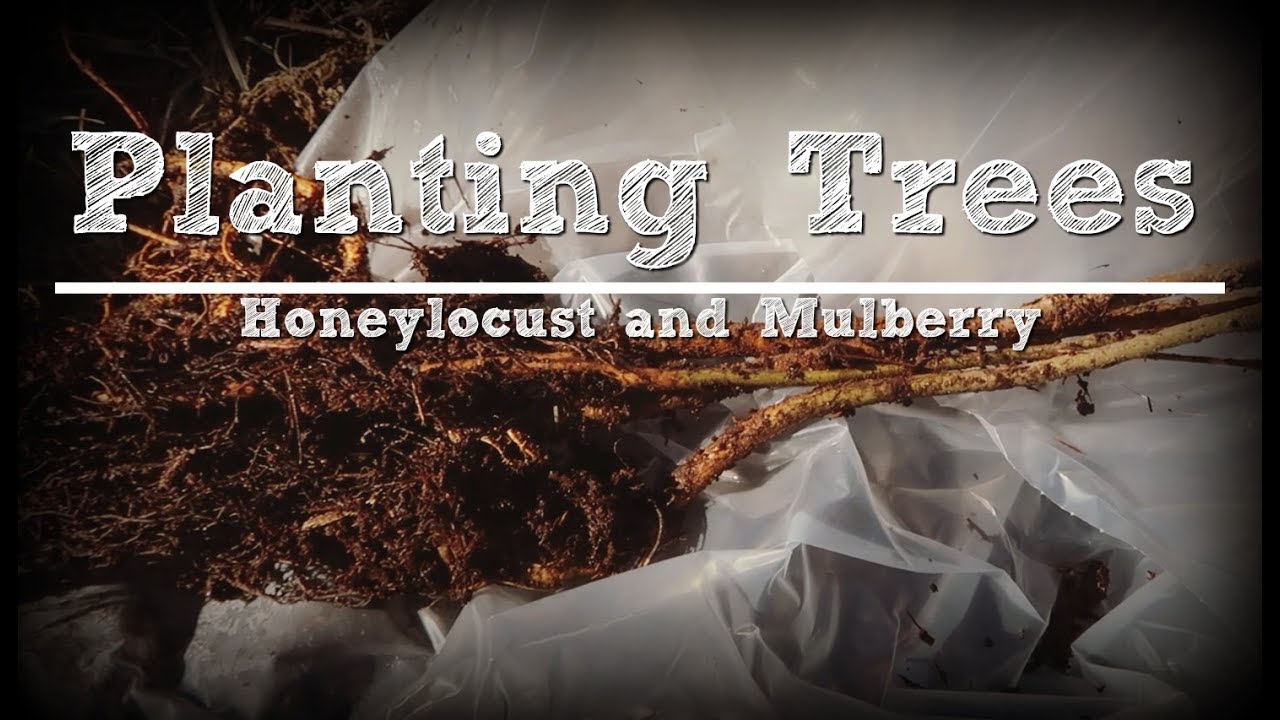 Planting Thornless Honeylocust and Mulberry Trees with a Bottle Lamb