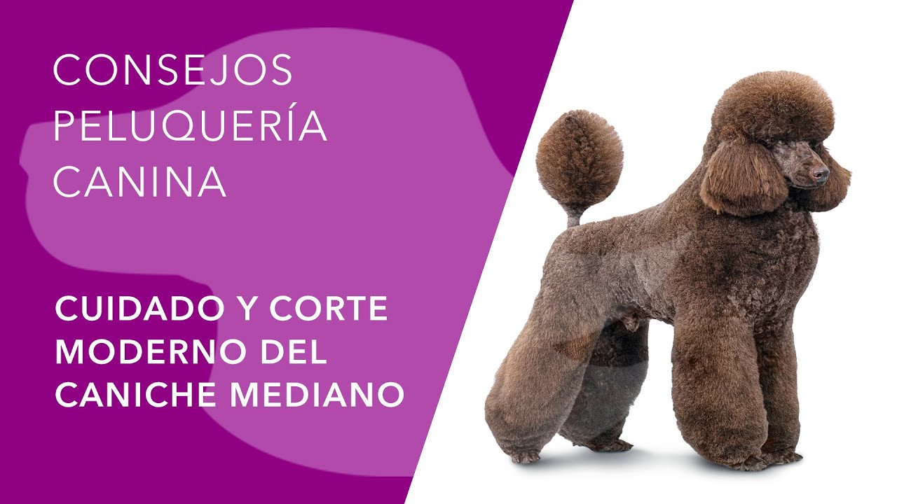 CUIDADO Y CORTE MODERNO DEL CANICHE MEDIANO
